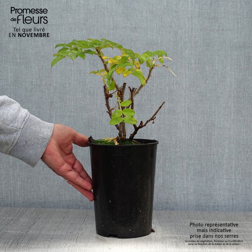 Esimerkki syksyllä toimitetusta Kurtturuusu - Rosa rugosa 2 litran/3 litran ruukku-taimesta