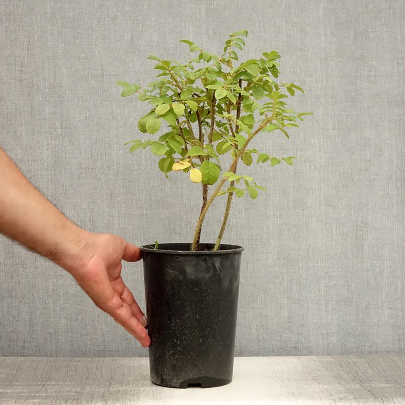 Esimerkki kesällä toimitetusta Kurtturuusu - Rosa rugosa 2 litran/3 litran ruukku-taimesta