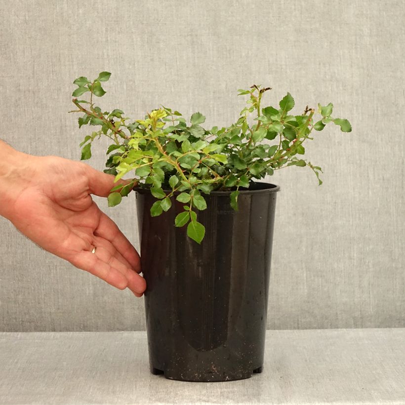 Esimerkki kesällä toimitetusta Polyantharuusu SANS CONTRAINTES Toscana 3 litran/4 litran ruukku-taimesta