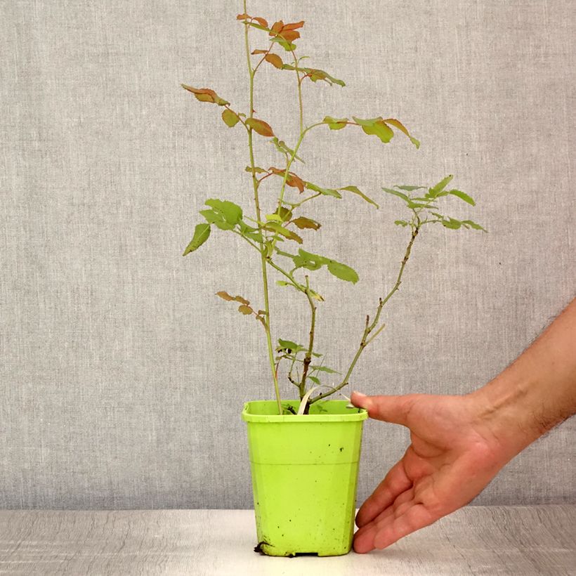 Esimerkki kesällä toimitetusta Rosier See You In Pink Pot de 3L/4L-taimesta