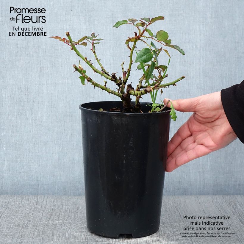 Esimerkki syksyllä toimitetusta Rosier See You In Red Pot de 4L/5L-taimesta