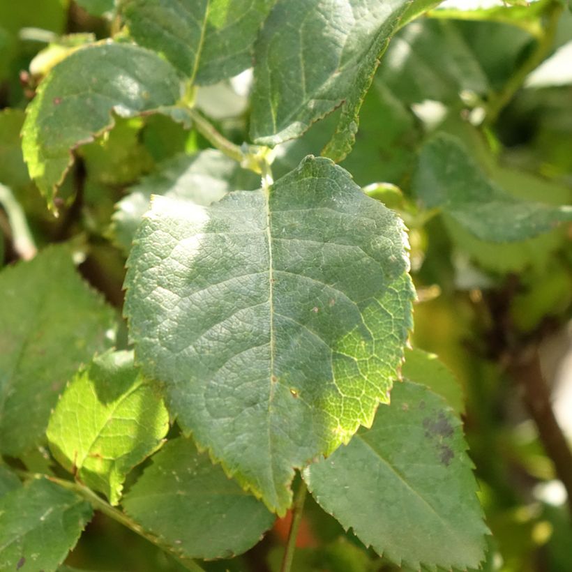 Runkoruusu Gabriel Oak (Lehvistö)
