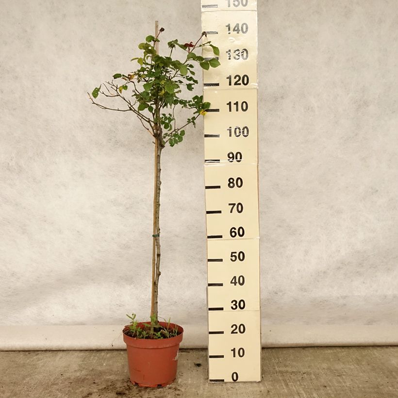 Esimerkki kesällä toimitetusta Rosier Tige anglais David Austin Gabriel Oak  Pot de 4L/5L, Tige, Tige de 70/90-taimesta