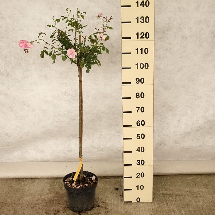 Esimerkki kesällä toimitetusta Runkoruusu Bonica 82 7,5 litran / 10 litran ruukku, Runko-taimesta