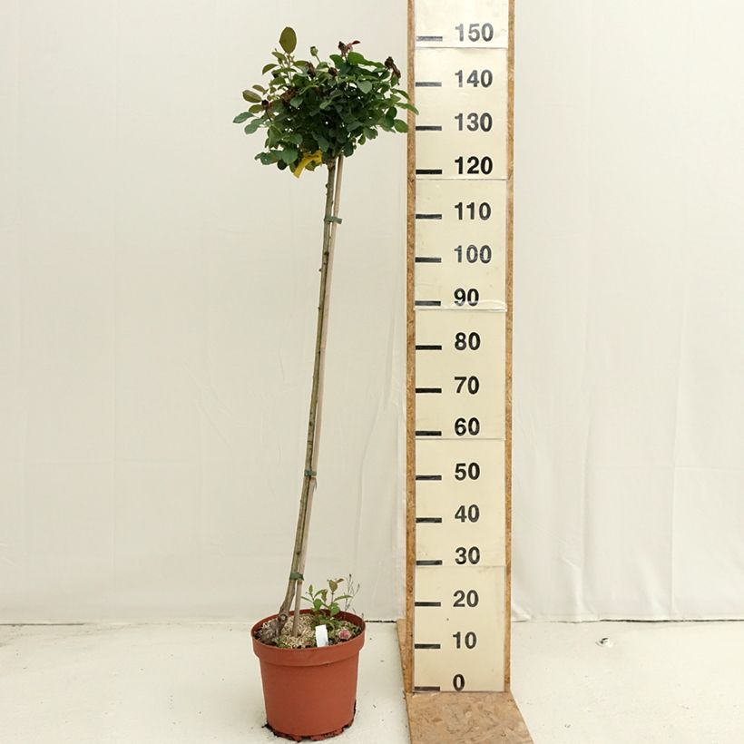 Esimerkki kesällä toimitetusta Runkoruusu Côté jardin Orapent 7,5 litran / 10 litran ruukku, Runko-taimesta