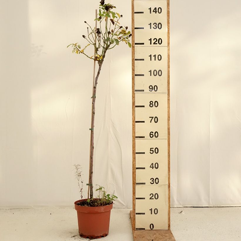 Esimerkki syksyllä toimitetusta Runkoruusu Côté jardin Orapent 7,5 litran / 10 litran ruukku, Runko-taimesta