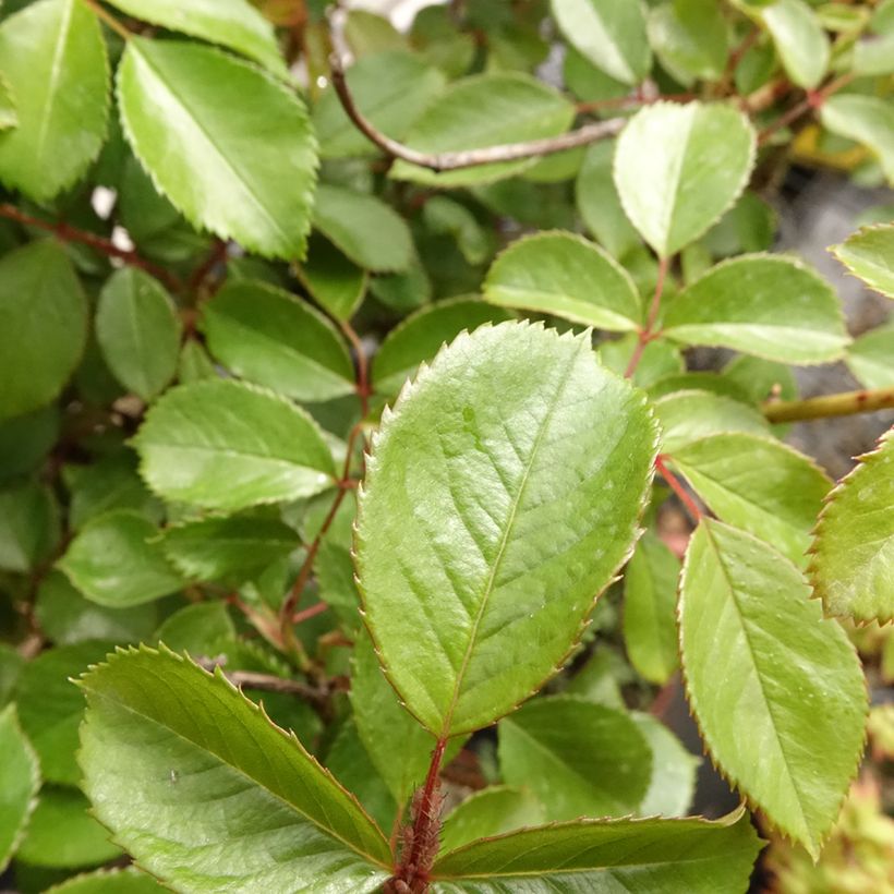 Runkoruusu Côté jardin Orapent (Lehvistö)