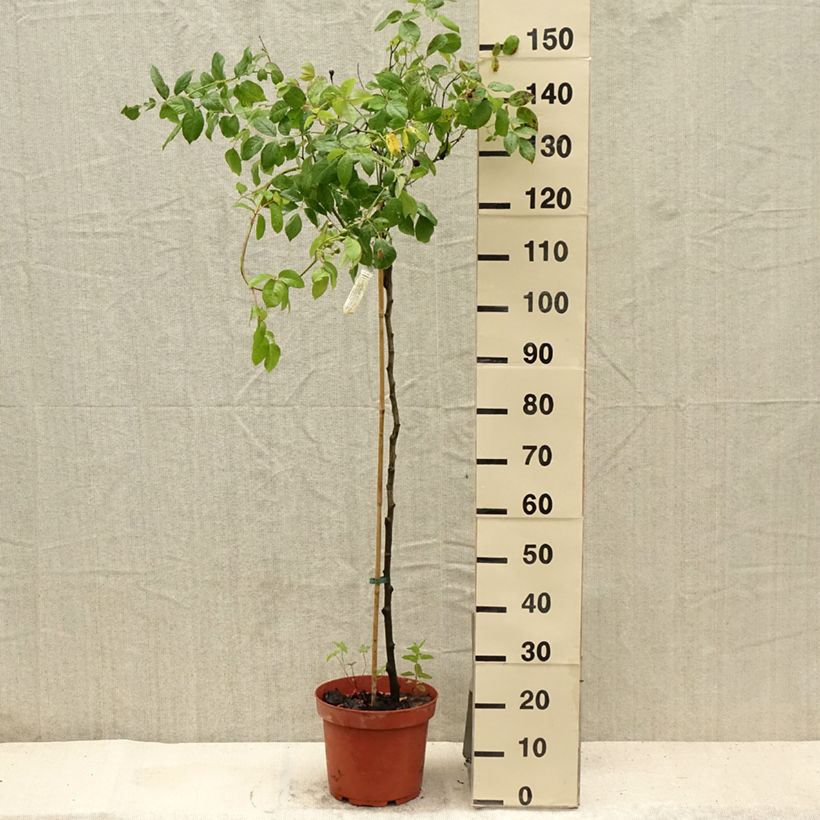 Esimerkki kesällä toimitetusta Rosier Tige David Austin Claire Austin Pot de 7,5L/10L, Tige, Tige de 70/90-taimesta