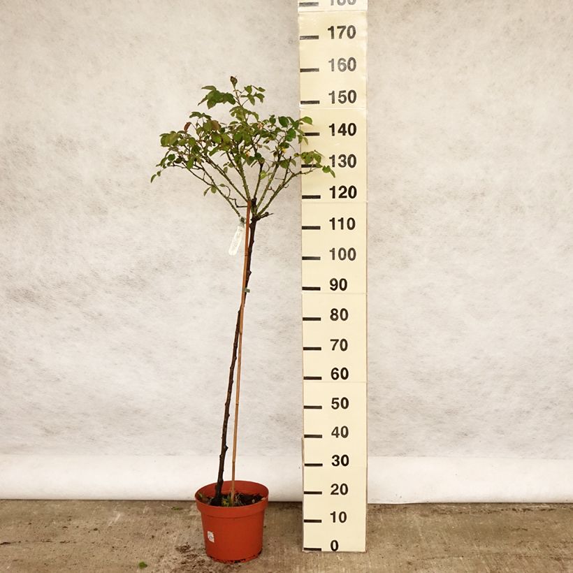 Esimerkki keväällä toimitetusta Rosier Tige David Austin Darcey Bussel Pot de 7,5L/10L, Tige, Tige de 70/90-taimesta