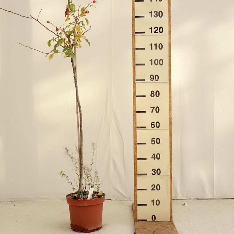 Esimerkki syksyllä toimitetusta Runkoruusu Desdemona 7,5 litran / 10 litran ruukku, Runko-taimesta