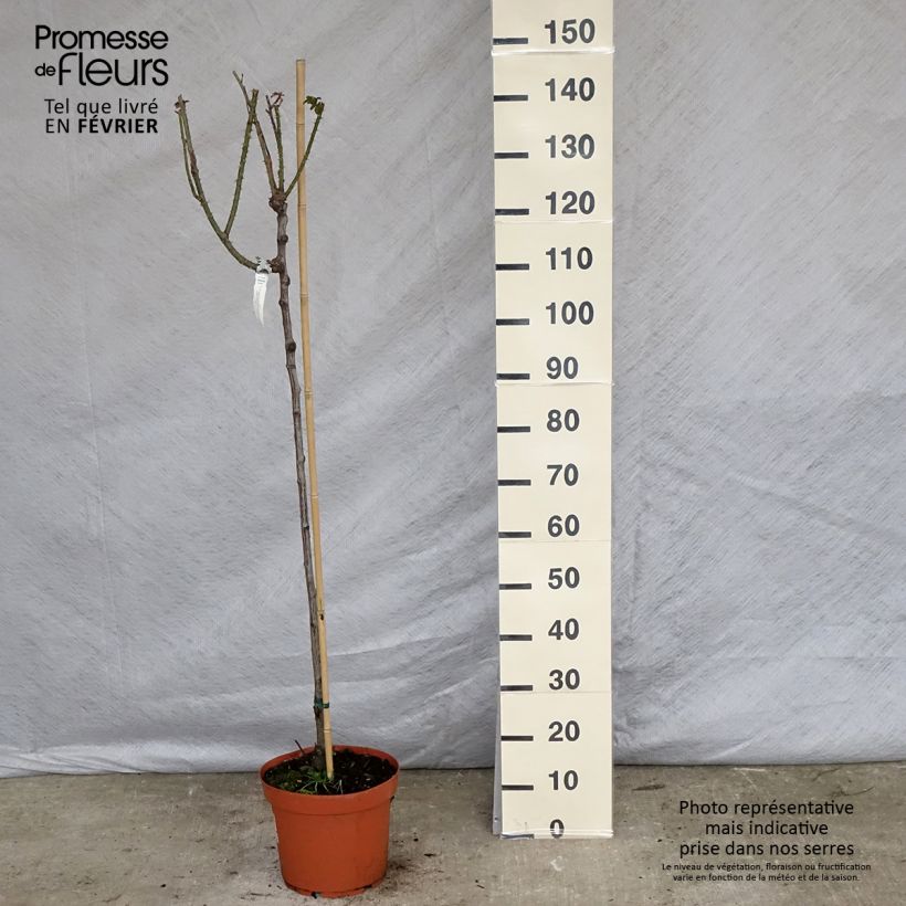 Esimerkki talvella toimitetusta Rosier Tige David Austin Gertrude Jekyll  Pot de 7,5L/10L, Tige, Tige de 70/90-taimesta