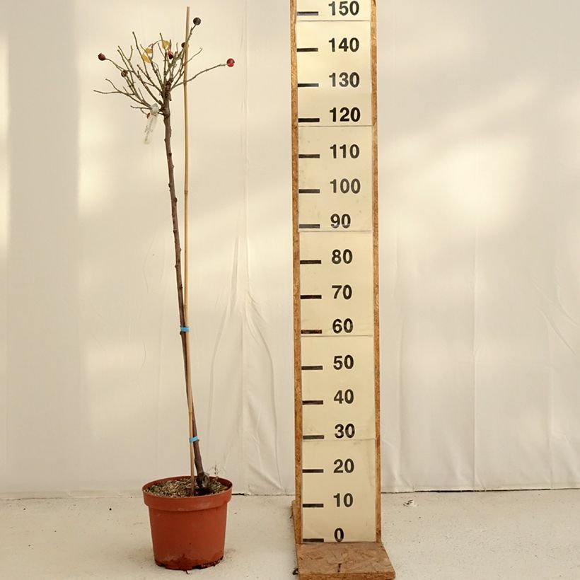 Esimerkki syksyllä toimitetusta Runkoruusu Gertrude Jekyll 7,5 litran / 10 litran ruukku, Runko-taimesta