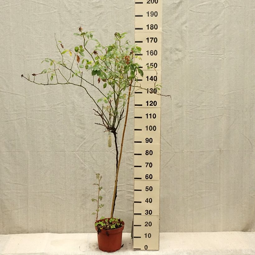 Esimerkki kesällä toimitetusta Rosier Tige David Austin Lady Of Shalott Pot de 4L/5L, Tige, Tige de 90/120-taimesta
