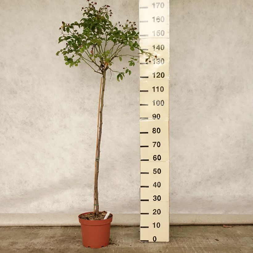 Esimerkki kesällä toimitetusta Runkoruusu Decorosier Calizia A 7,5 litran / 10 litran ruukku, Runko-taimesta