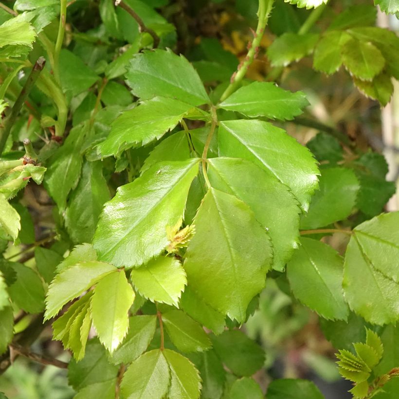 Runkoruusu Decorosier Celina Noason (Lehvistö)