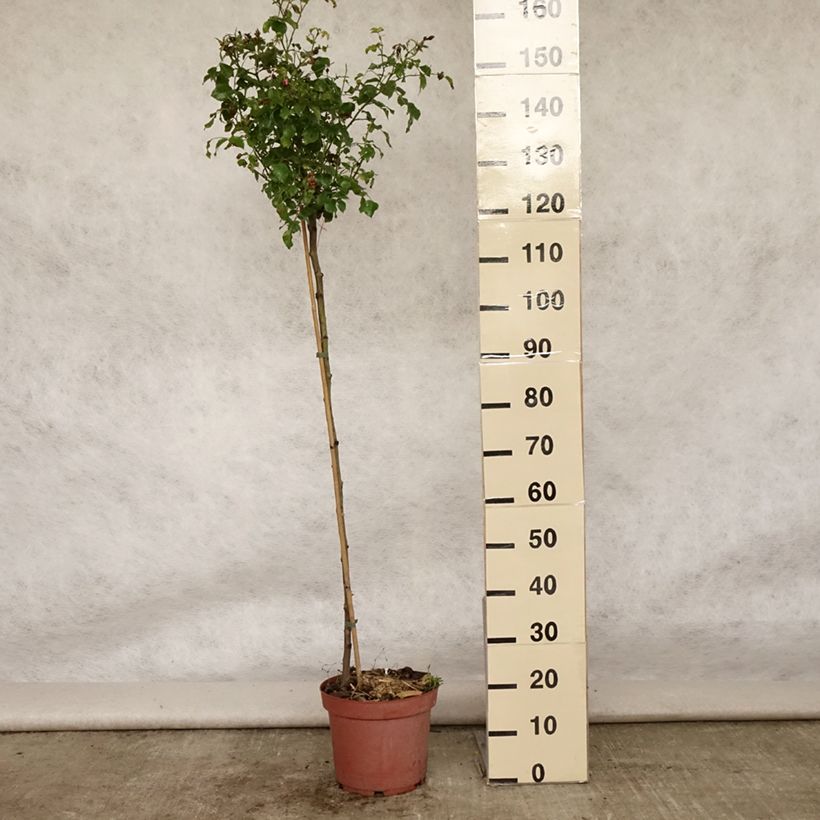 Esimerkki kesällä toimitetusta Runkoruusu Decorosier Emera 7,5 litran / 10 litran ruukku, Runko-taimesta