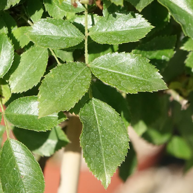 Runkoruusu Decorosier Opalia noaschnee (Lehvistö)