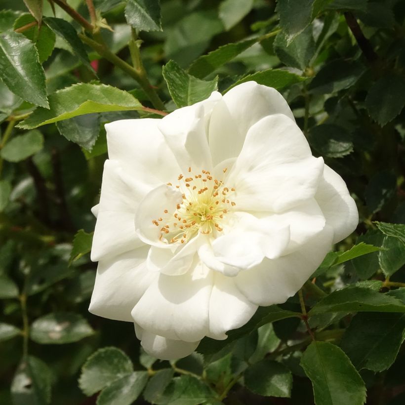 Runkoruusu Decorosier Opalia noaschnee (Kukinta)