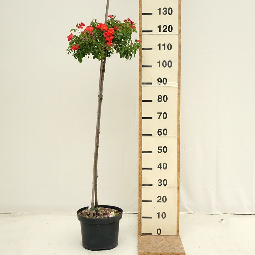 Esimerkki kesällä toimitetusta Runkoruusu Décorosiers Isalia 7,5 litran / 10 litran ruukku, Runko-taimesta