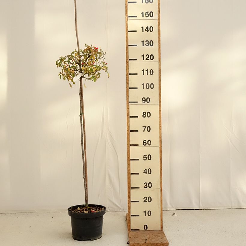 Esimerkki syksyllä toimitetusta Runkoruusu Décorosiers Isalia 7,5 litran / 10 litran ruukku, Runko-taimesta