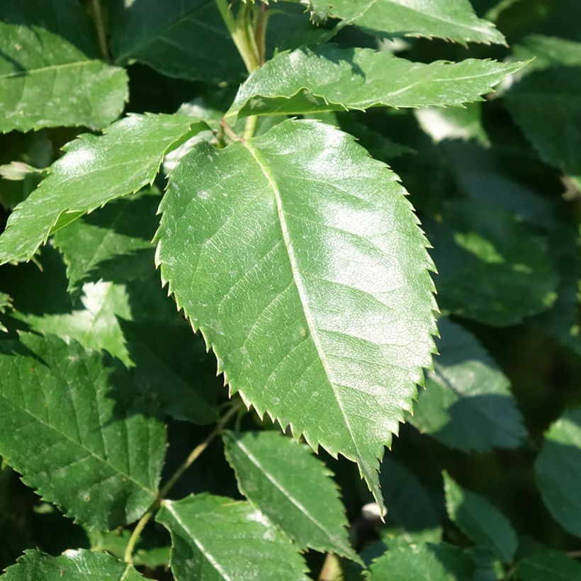 Runkoruusu Friesia Koresia (Lehvistö)