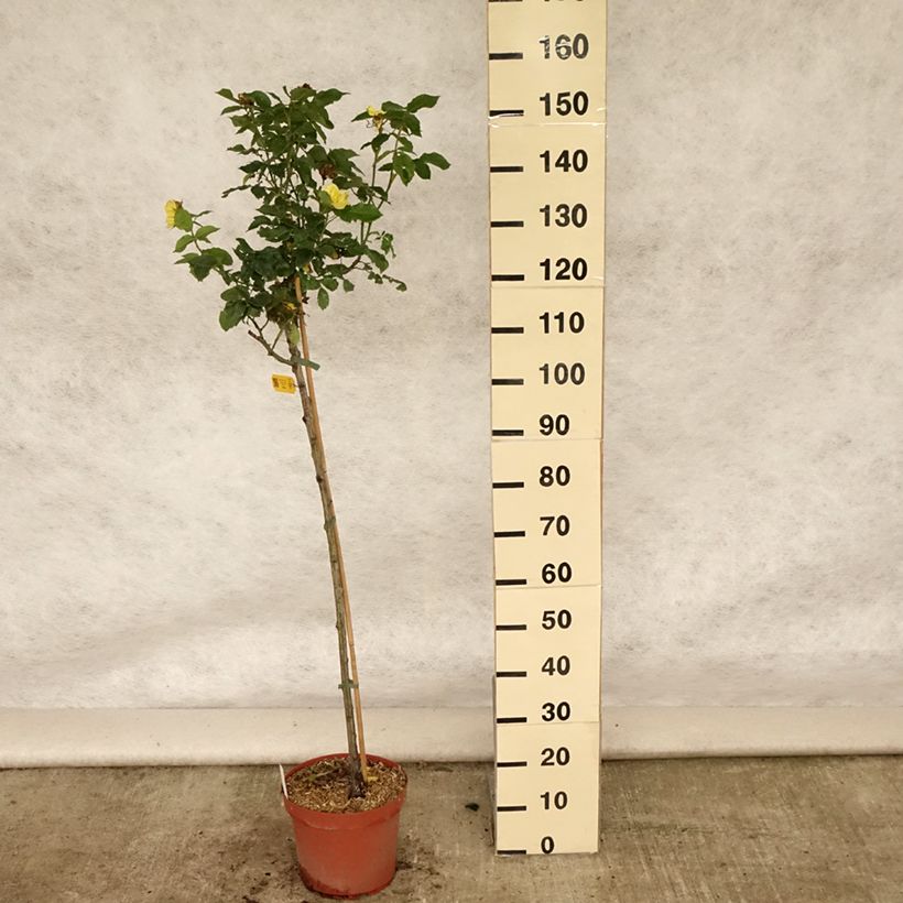 Esimerkki kesällä toimitetusta Runkoruusu Friesia Koresia 7,5 litran / 10 litran ruukku, Runko-taimesta