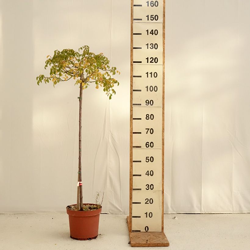 Esimerkki syksyllä toimitetusta Runkoruusu Decorosier Kadora 7,5 litran / 10 litran ruukku, Runko-taimesta
