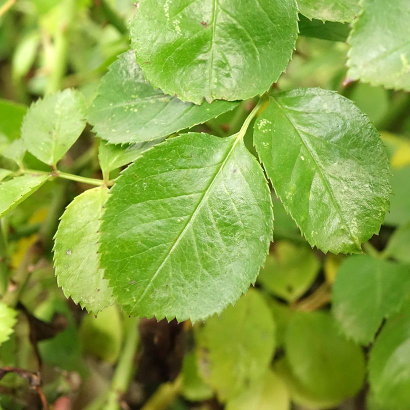 Runkoruusu Decorosier Kadora (Lehvistö)