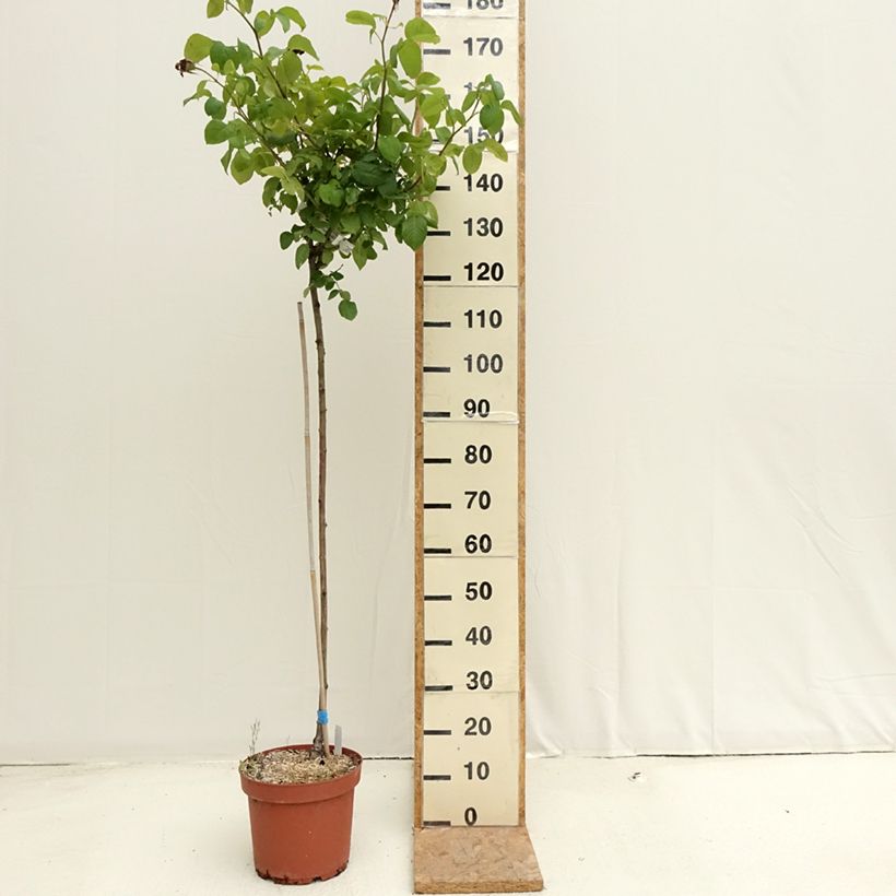 Esimerkki kesällä toimitetusta Runkoruusu Landora Clinora 7,5 litran / 10 litran ruukku, Runko-taimesta