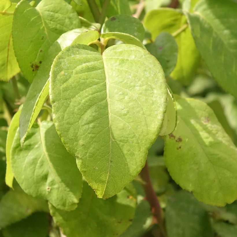 Runkoruusu Landora Clinora (Lehvistö)