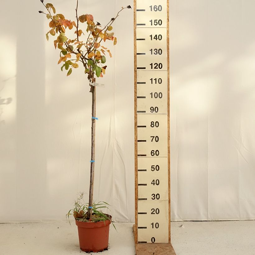 Esimerkki syksyllä toimitetusta Runkoruusu Landora Clinora 7,5 litran / 10 litran ruukku, Runko-taimesta