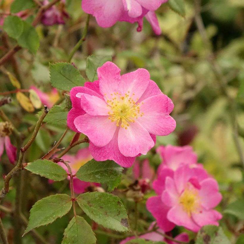Runkoruusu Lavender Dream (Lehvistö)