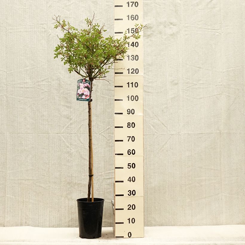 Esimerkki keväällä toimitetusta Rosier tige Lavender Dream Pot de 7,5L/10L, Tige, Tige de 70/90-taimesta