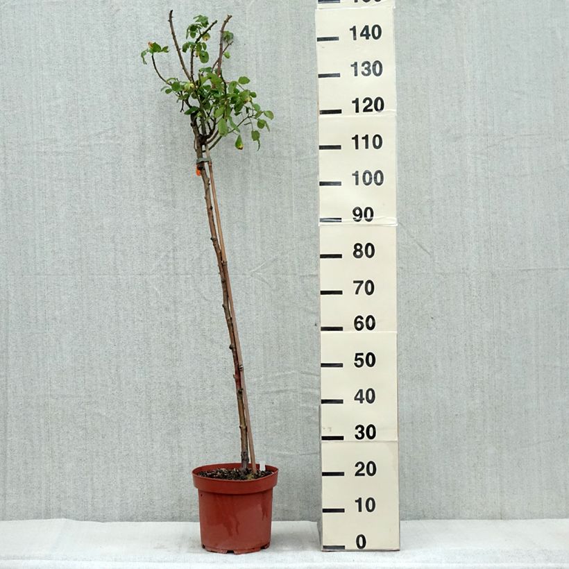Esimerkki syksyllä toimitetusta Rosier tige Line Renaud  Pot de 7,5L/10L, Tige, Tige de 70/90-taimesta