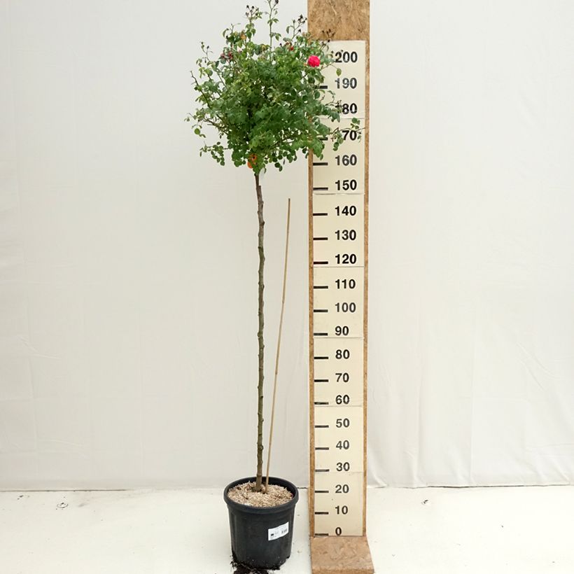 Esimerkki kesällä toimitetusta Runkoruusu Magic Meillandecor 7,5 litran / 10 litran ruukku, Runko-taimesta