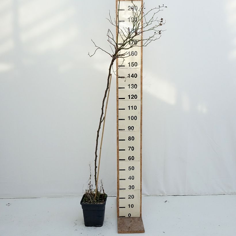 Esimerkki talvella toimitetusta Rosier tige pleureur Scarlet Meillandecor Meikrotal  Pot de 7,5L/10L-taimesta