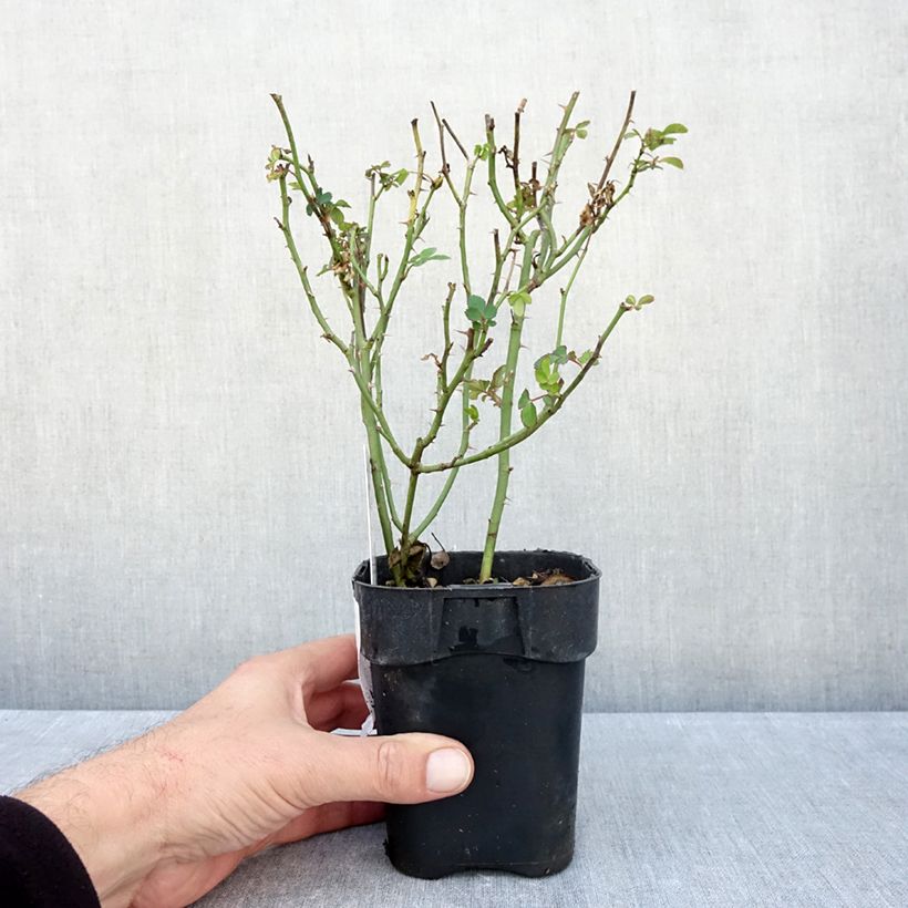 Esimerkki syksyllä toimitetusta Floribundaruusu Urban Streetlight Rekord Cubana korpatetof 10 cm/11 cm ruukku-taimesta