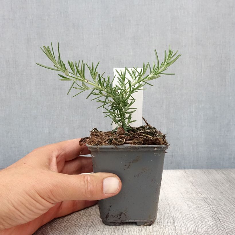 Esimerkki kesällä toimitetusta Rosmariini Blue Cascade Taimiruukku 8/9 cm-taimesta