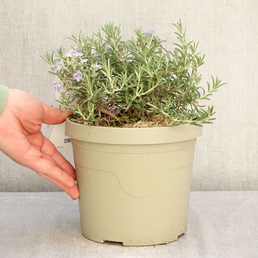Esimerkki talvella toimitetusta Rosmariini Blue Cascade 3 litran/4 litran ruukku-taimesta