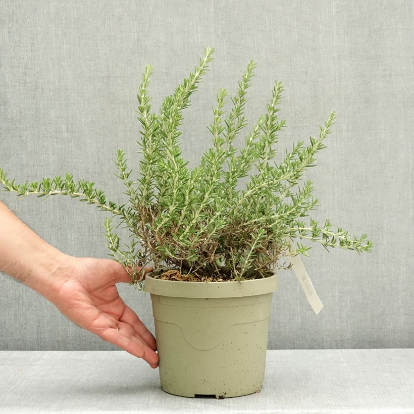 Esimerkki keväällä toimitetusta Rosmariini Blue Cascade Ruukku 3L / 4L-taimesta