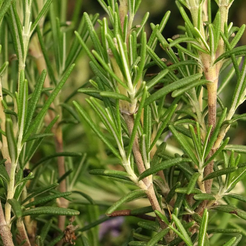 Rosmariini Corsican Blue (Lehvistö)