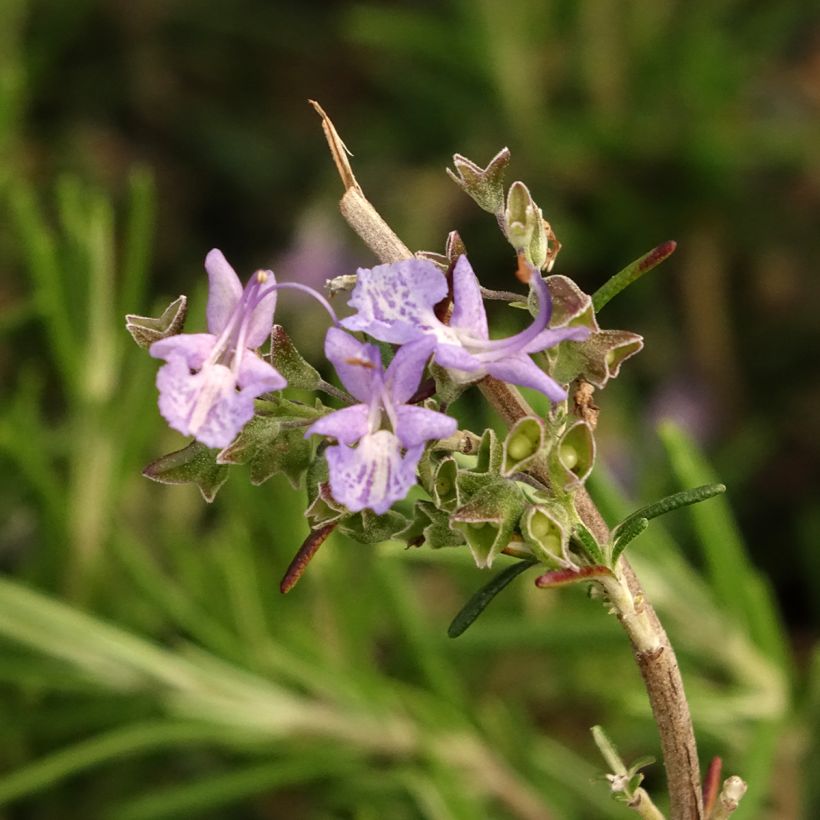 Rosmariini Corsican Blue (Kukinta)