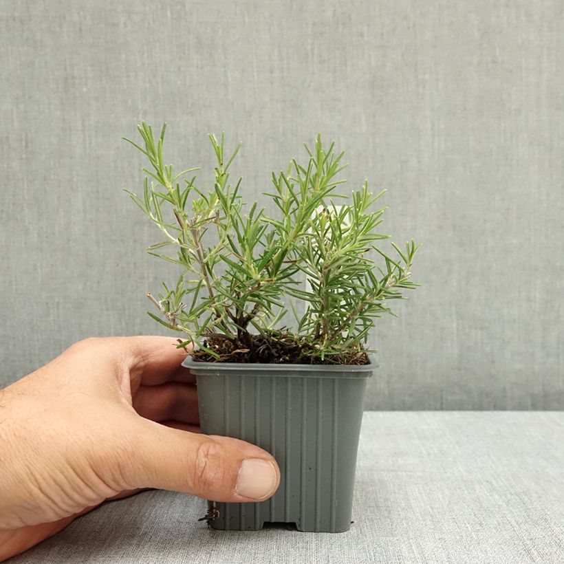 Esimerkki kesällä toimitetusta Rosmariini Corsican Blue 8/9 cm taimiruukku-taimesta