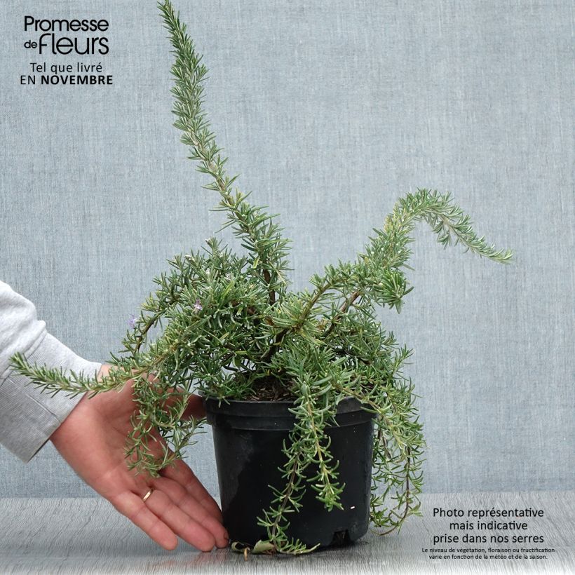 Esimerkki syksyllä toimitetusta Rosmariini Corsican Blue 2 litran/3 litran ruukku-taimesta