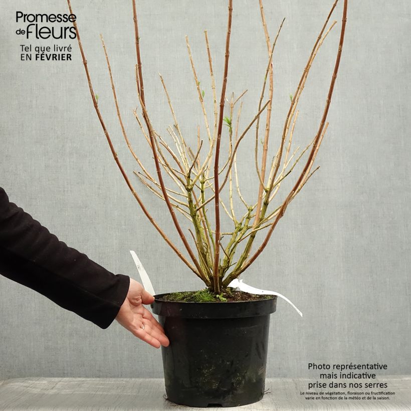 Esimerkki talvella toimitetusta Rostrinucula dependens Happy Cascade - Menthe en arbre Pot de 7,5L/10L-taimesta