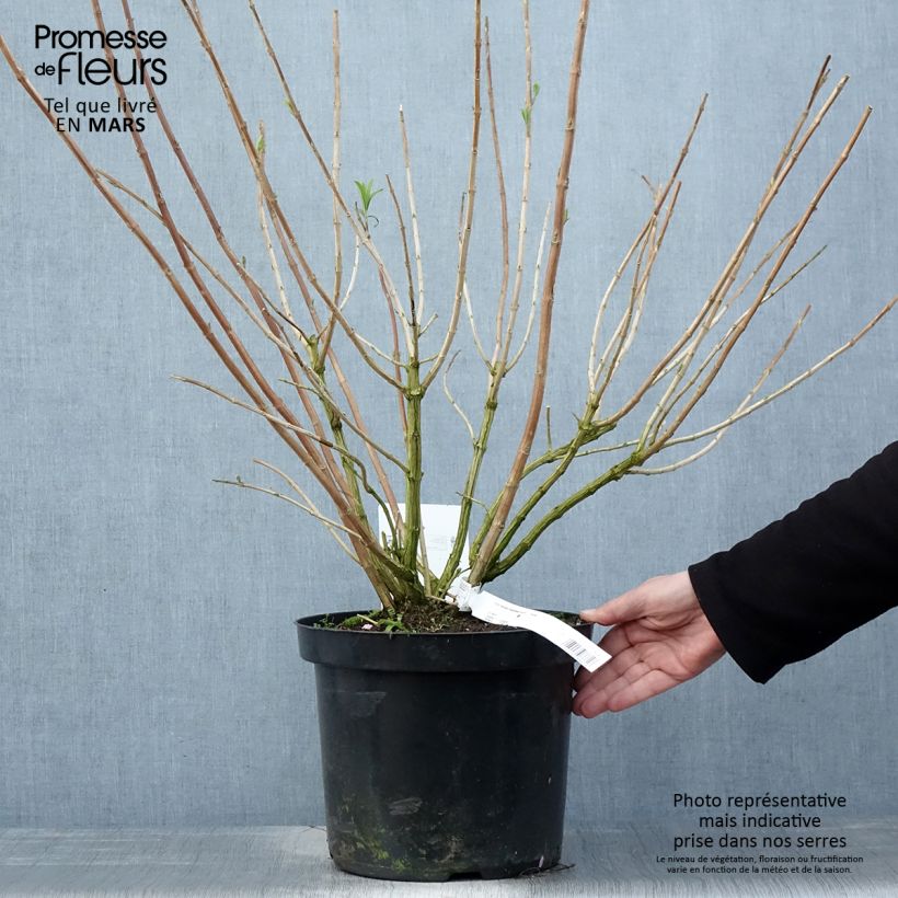 Esimerkki keväällä toimitetusta Rostrinucula dependens Happy Cascade Pot de 7,5L/10L-taimesta