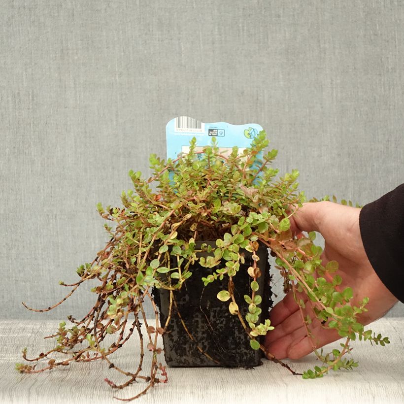 Esimerkki syksyllä toimitetusta Rotala indica 1 litran / 1,5 litran ruukku-taimesta