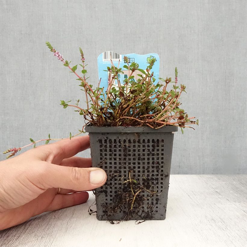 Esimerkki kesällä toimitetusta Rotala indica - Rotala des Indes Pot de 1L/1,5L-taimesta