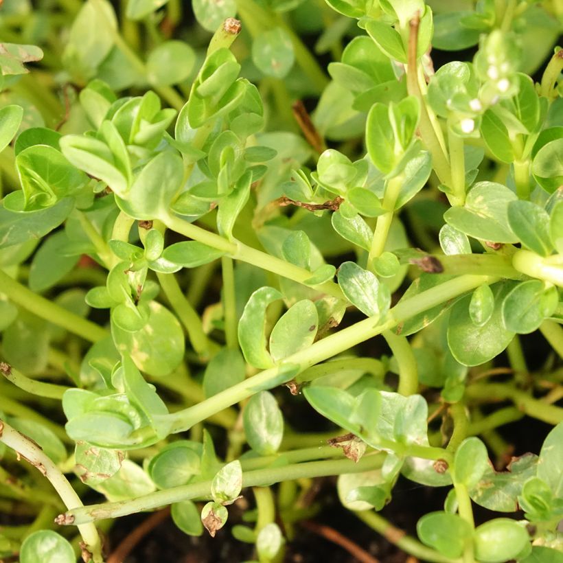 Hentorotala Green (Lehvistö)