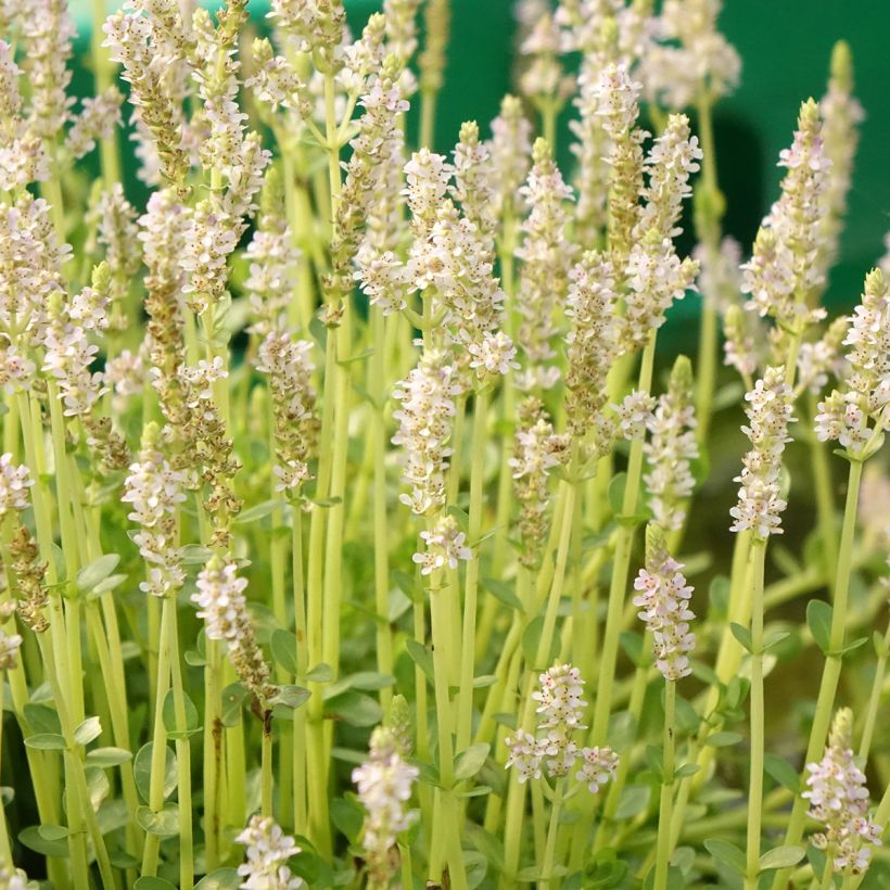 Hentorotala Green (Kukinta)